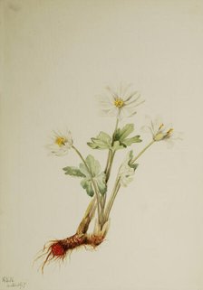 Bloodroot (Sanguinaria canadensis), 1917. Creator: Mary Vaux Walcott.