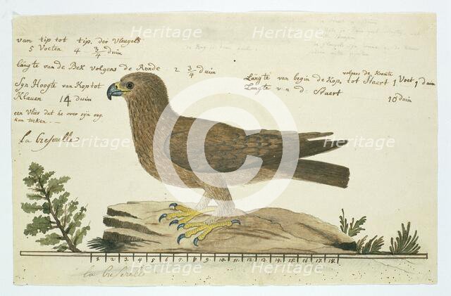 Hieraaetus pennatus (Booted eagle), 1777-1786. Creator: Robert Jacob Gordon.