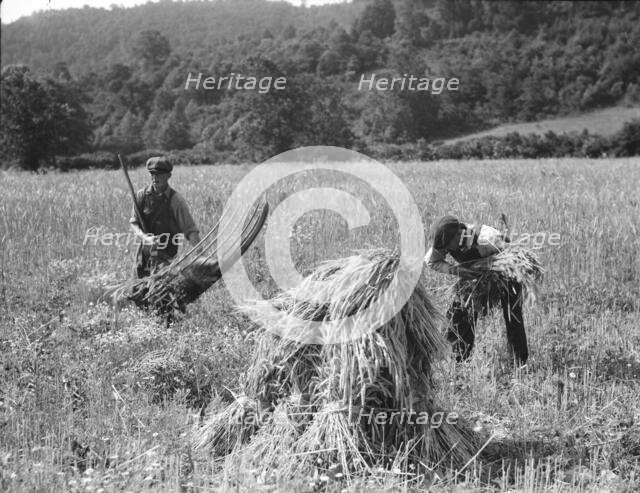 Cradling wheat near Sperryville, Virginia., 1936. Creator: Dorothea Lange.