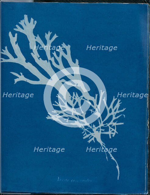 Fucus ceranoides, 1843 or 1844. Creator: Anna Atkins.