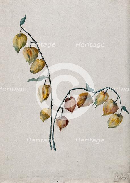 Chinese lantern (Physalis alkekengi): fruiting stem. Creator: Unknown.