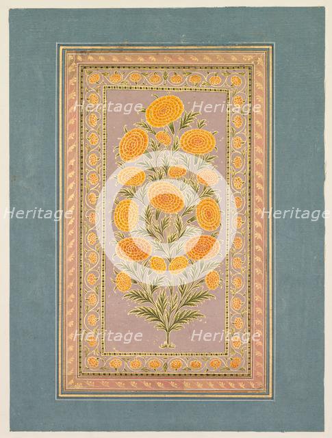 Flowering Marigold, c. 1765. Creator: Hunhar II (Indian, active mid-1700s), style of.