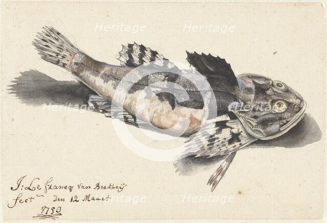 Sea bullhead, 1750. Creator: Johannes le Francq van Berkhey.