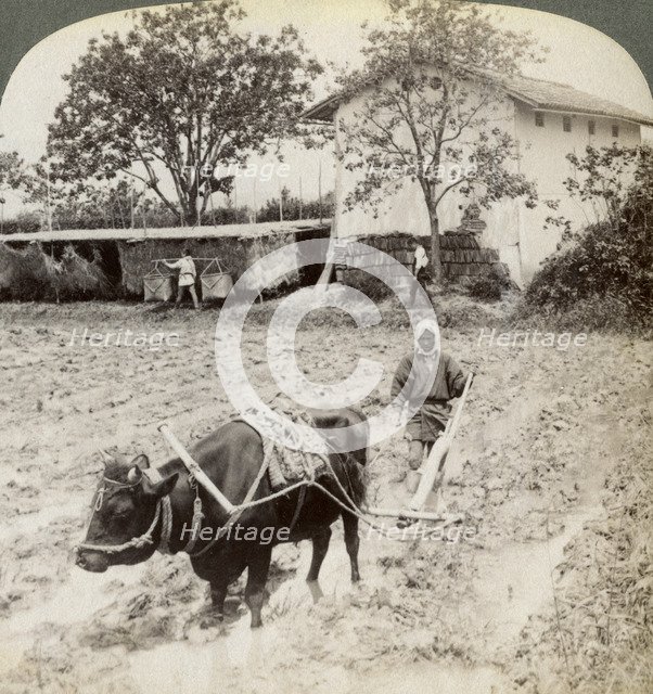 Ploughing flooded ground for rice planting, north of the main road at Uji, near Kyoto, Japan, 1904.Artist: Underwood & Underwood