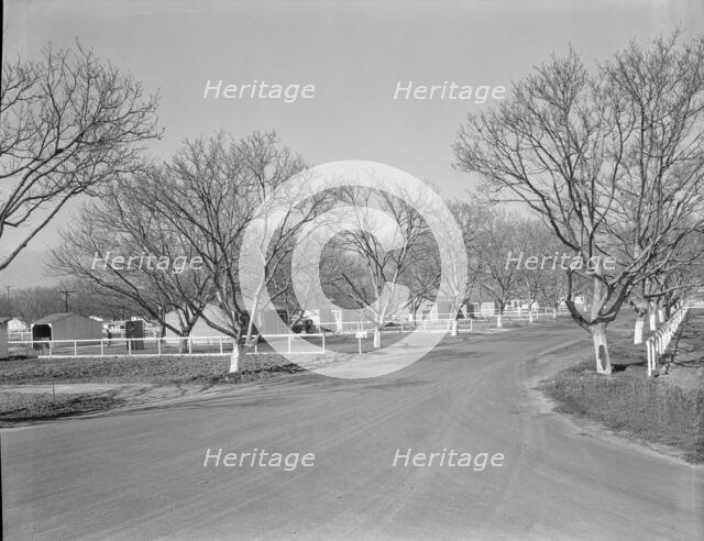 El Monte federal subsistence homesteads, California, 1936. Creator: Dorothea Lange.