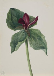 Whippoorwill Flower (Trillium H.), 1937. Creator: Mary Vaux Walcott.