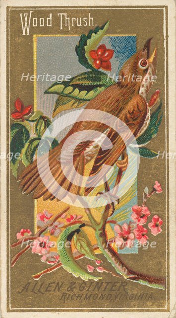 Wood Thrush, from the Birds of America series (N4) for Allen & Ginter Cigarettes Brands, 1888. Creator: Allen & Ginter.