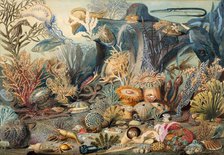 Ocean Life. Creators: James M. Sommerville, Christian Schussele.