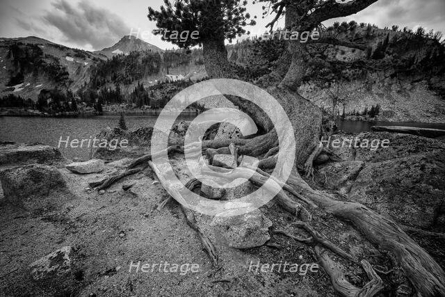 Timeless. Creator: Joshua Johnston.