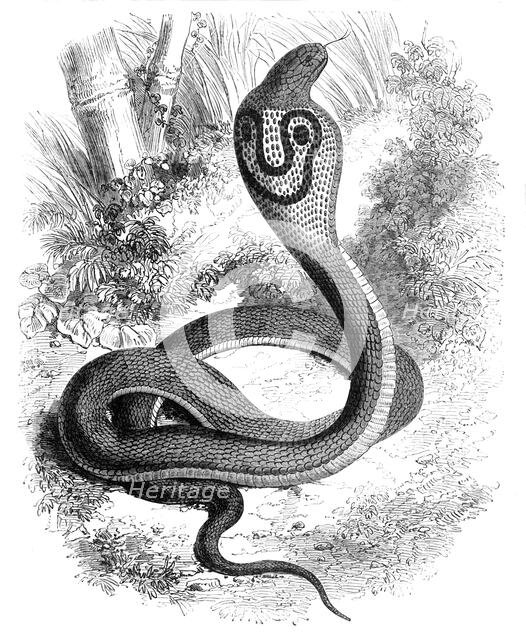'The Cobra Di Capello', c1891. Creator: James Grant.