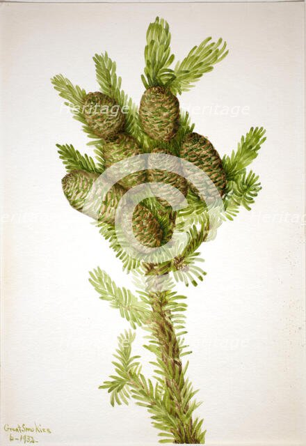Balsam Fir (Albies fraseri), 1932. Creator: Mary Vaux Walcott.