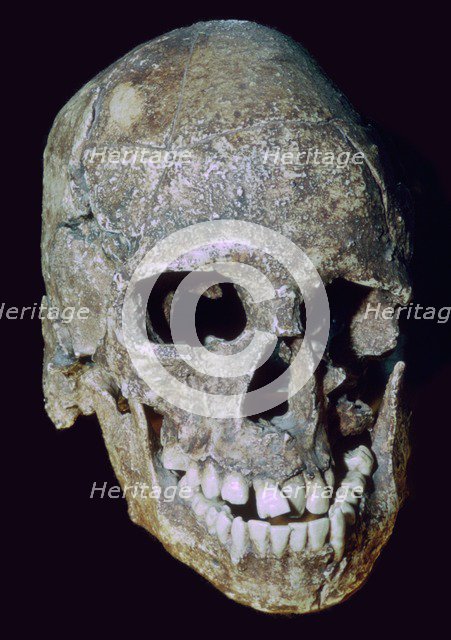 Paleolithic Skull of 'Grimaldi man' (replica). Artist: Unknown