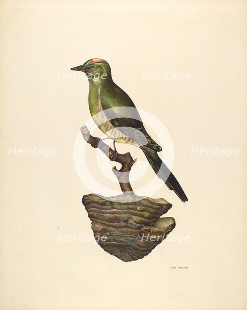 Robin (German?), c. 1939. Creator: John Thorsen.