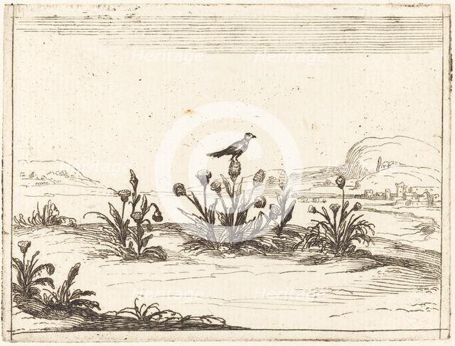 Bird Perched on a Thistle, 1628. Creator: Jacques Callot.