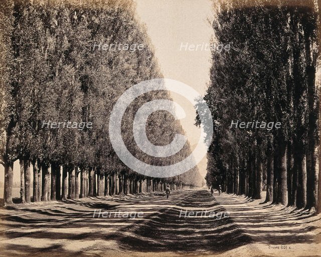 Srinagar, Kashmir: a dense poplar avenue, between 1800 and 1899. Creator: Samuel Bourne.