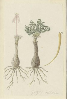 Gethyllis lanuginose Marloth [Gethyllis Villosa] (Kukumakranka), 1777-1786. Creator: Robert Jacob Gordon.