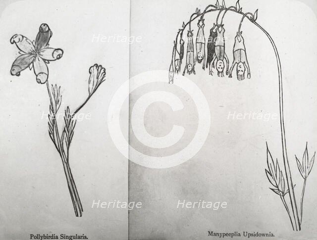 Reproduction of illustrations: "Pollybirida Singularis" and "Manypeeplia Upsidownia", c 1915 - 1925. Creator: Frances Benjamin Johnston.