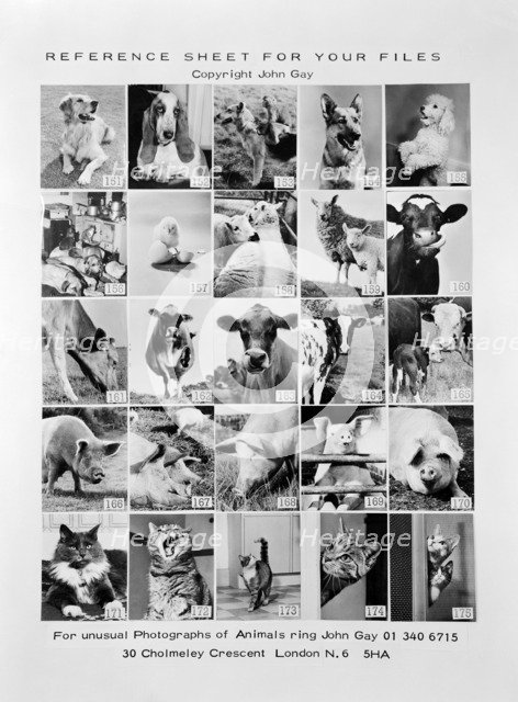 Animal montage, 1970. Artist: John Gay.