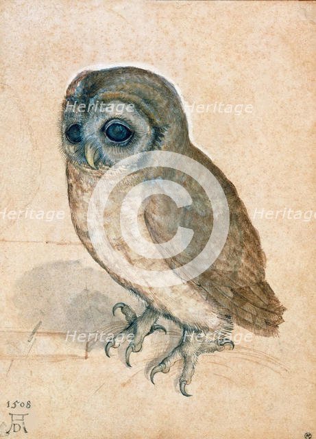 Little Owl, 1508. Creator: Dürer, Albrecht (1471-1528).