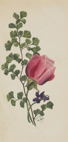 Pink Rose with Violet, 1876. Creator: Mary Vaux Walcott.