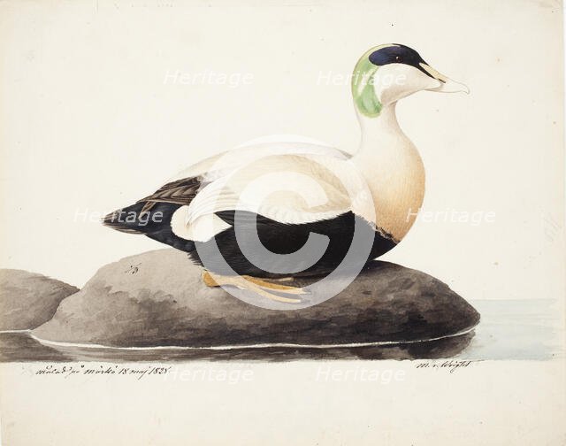 Common Eider, Male, 1828. Creator: Magnus von Wright.