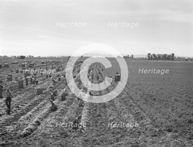Possibly: Large scale agriculture, near Meloland, Imperial Valley, 1939. Creator: Dorothea Lange.
