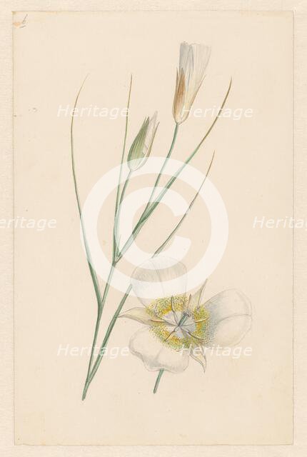 Flower, c.1800-c.1900. Creator: Anon.