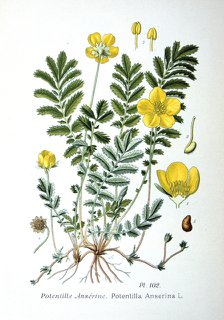 Silverweed, 1893. Artist: Unknown