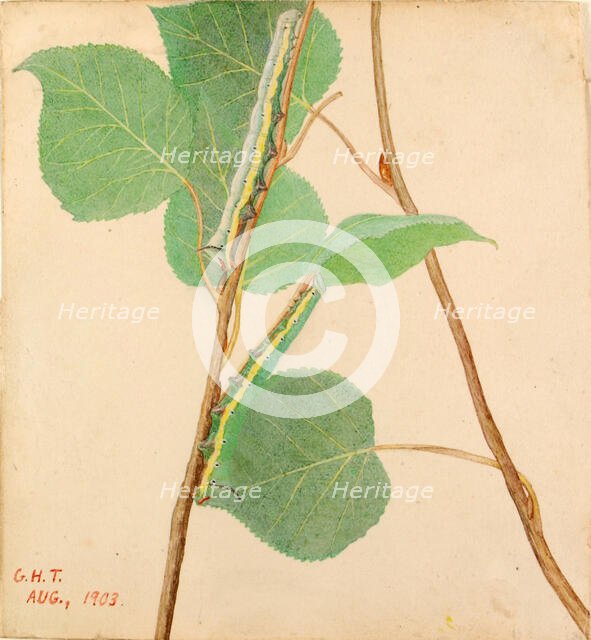 Mirror-Back Caterpillar..., early 20th century. Creator: Gerald H. Thayer.