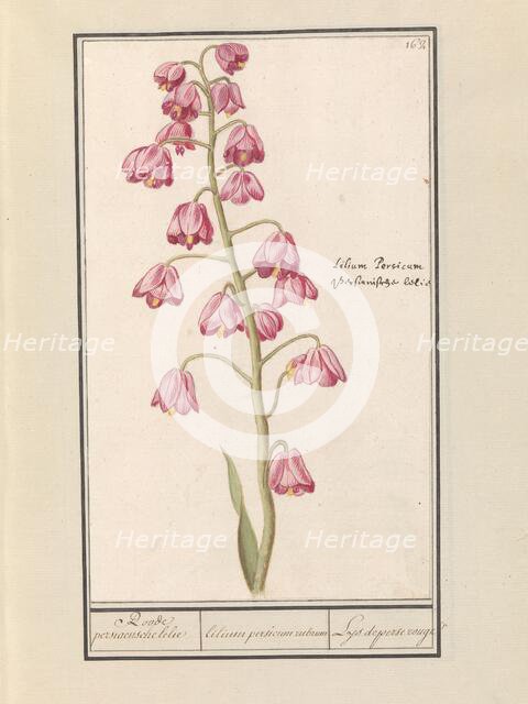 Persian lily (Fritillaria persica), 1596-1610. Creators: Anselmus de Boodt, Elias Verhulst.
