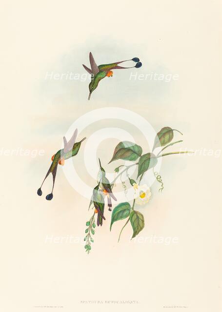 Spathura rufocaligata (Red-booted Racket-Tail). Creators: John Gould, Henry Constantine Richter.