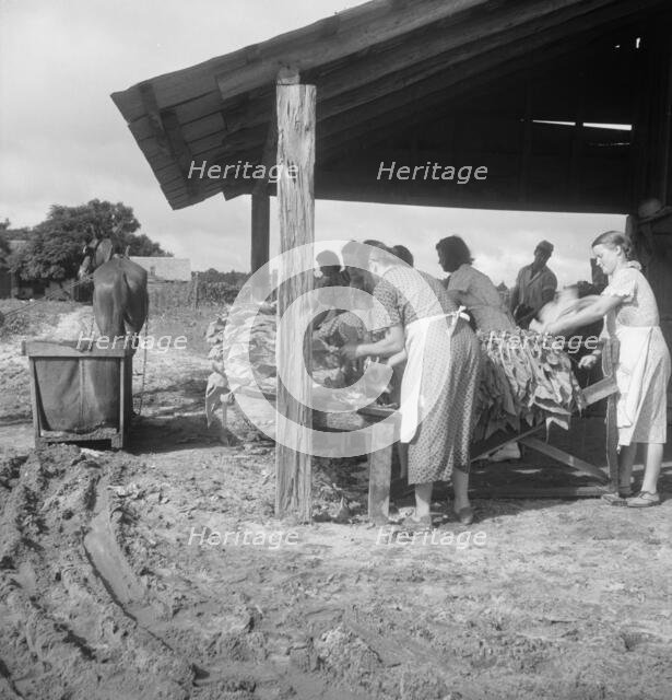 Sorting and stringing the "golden leaf" at the tobacco barn, near Hartsville, South Carolina, 1938. Creator: Dorothea Lange.