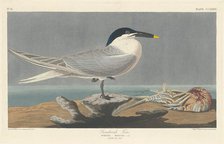 Sandwich Tern, 1835. Creator: Robert Havell.