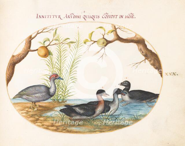 Animalia Volatilia et Amphibia (Aier): Plate XXX, c. 1575/1580. Creator: Joris Hoefnagel.