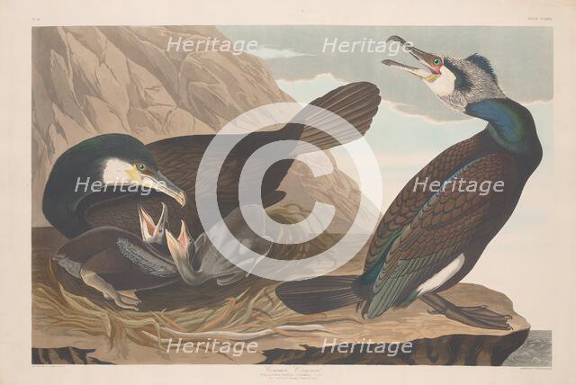 Common Cormorant, 1835. Creator: Robert Havell.