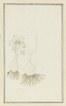 Gethyllis sp. (Kukumakranka), 1777-1786. Creator: Robert Jacob Gordon.