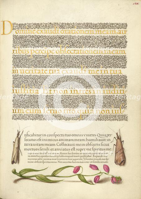 Grass Moths and Milkwort; Mira calligraphiae monumenta, 1561-1562; illumination added 1591-1596. Creator: Joris Hoefnagel.