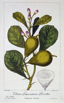 Peretta Lemon, pub. 1836. Creator: Panacre Bessa (1772-1846).