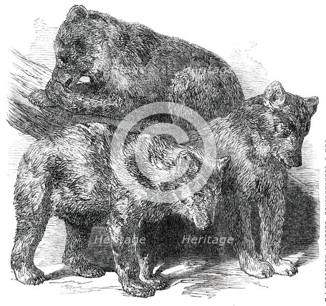 Grisly Bears, in the Gardens of the Zoological Society, Regent's Park, 1850. Creator: Unknown.