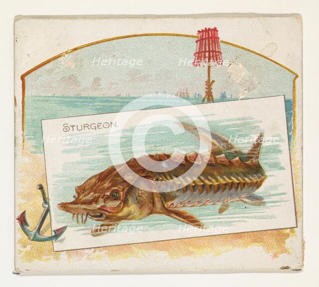 Sturgeon, from Fish from American Waters series (N39) for Allen & Ginter Cigarettes, 1889. Creator: Allen & Ginter.
