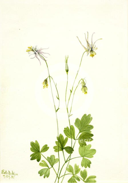Aquilegia ecalcarata, 1935. Creator: Mary Vaux Walcott.