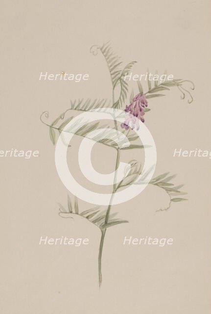 Vicia americana, ca. 1917-1918. Creator: Mary Vaux Walcott.