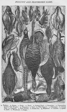 'Poultry and Feathered Game', 1907. Artist: Unknown.