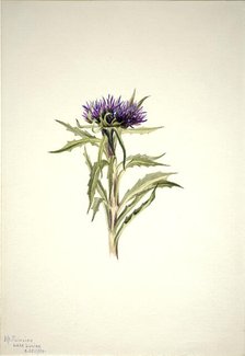 Untitled--Plant Study, 1904. Creator: Mary Vaux Walcott.