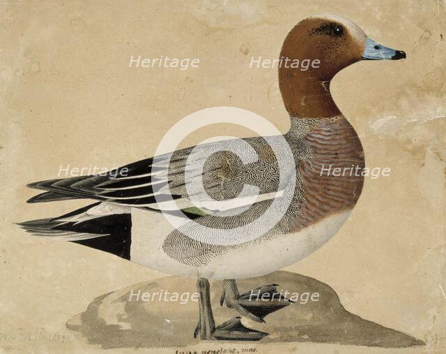 Eurasian Wigeon, 1828. Creator: Wilhelm von Wright.