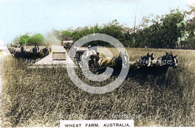 Grenfell wheat farm, Australia, c1920s.Artist: Cavenders Ltd