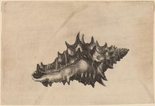 Shell (Vasum ceramicum), c. 1645. Creator: Wenceslaus Hollar.