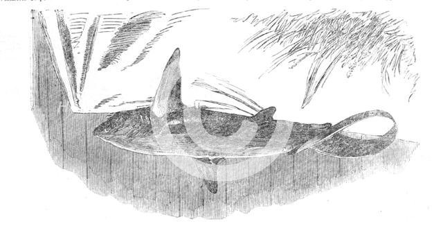 Shark caught off Exmouth, 1861. Creator: Unknown.