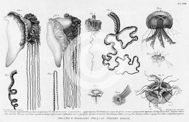 Fig.1.2. Stinging Cubomedusae; F.3.4. Its Long Tentacles; F. 5. Sea Medusae with..., 1813. Creator: Pavel Ivanovich Maslovskii.