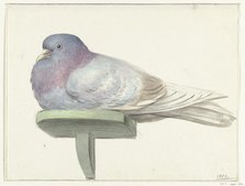 Pigeon, sitting on a shelf, 1802. Creator: Jean Bernard.